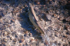 Oncorhynchus tshawytscha