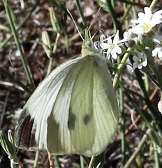 Pieris mannii