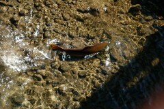 Oncorhynchus tshawytscha