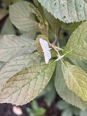 Parapoynx allionealis