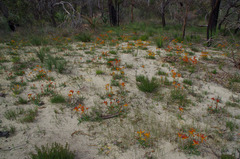 Anigozanthos humilis humilis