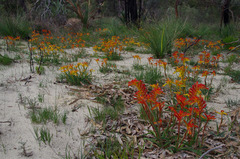Anigozanthos humilis humilis