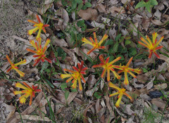 Anigozanthos humilis humilis