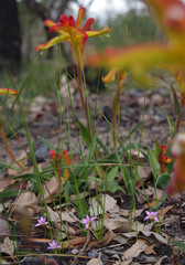Anigozanthos humilis humilis