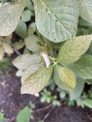 Parapoynx allionealis