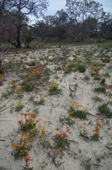 Anigozanthos humilis humilis