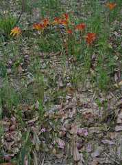Anigozanthos humilis humilis