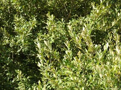 Salix atrocinerea
