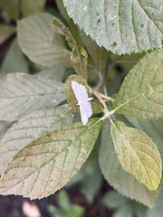 Parapoynx allionealis