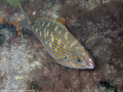 Sarpa salpa