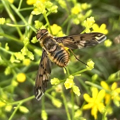 Poecilanthrax arethusa