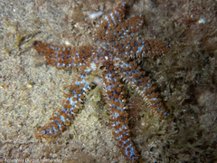 Coscinasterias tenuispina