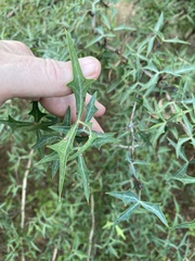Berberis trifoliolata