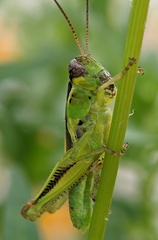 Melanoplinae