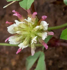 Trifolium pinetorum
