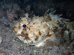 Scorpaena porcus