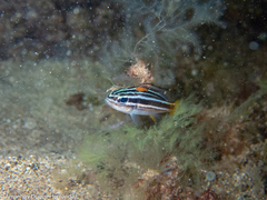Parapristipoma octolineatum