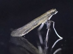 Caloptilia hypericella