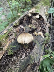 Pluteus longistriatus