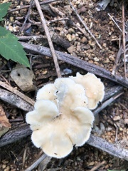 Favolus brasiliensis