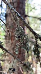 Hypogymnia physodes