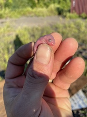 Peromyscus maniculatus