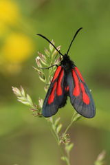 Zygaena osterodensis