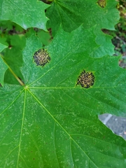 Rhytisma acerinum