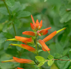 Castilleja nelsonii