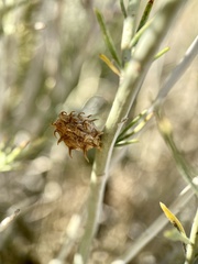 Rhopalomyia utahensis