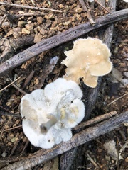 Favolus brasiliensis