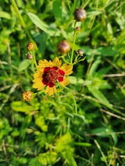 Coreopsis