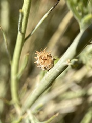 Rhopalomyia utahensis