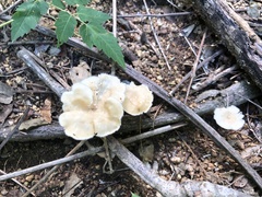 Favolus brasiliensis