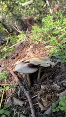 Lyophyllum decastes