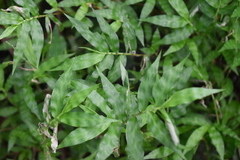 Oplismenus hirtellus