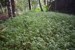 Oplismenus hirtellus