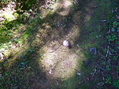 Thamnophis sirtalis pallidulus