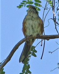 Microspingus cabanisi