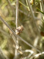 Rhopalomyia utahensis