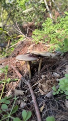 Lyophyllum decastes
