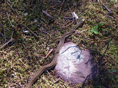 Thamnophis sirtalis pallidulus