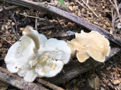 Favolus brasiliensis