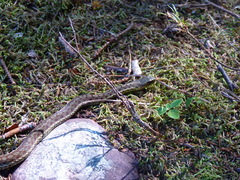 Thamnophis sirtalis pallidulus