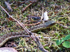 Thamnophis sirtalis pallidulus