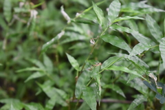 Oplismenus hirtellus