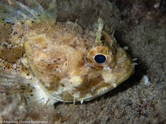 Scorpaena porcus