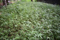 Oplismenus hirtellus