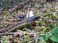 Thamnophis sirtalis pallidulus