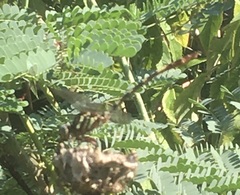 Aphylla angustifolia